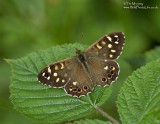 Speckled Wood 18_06_06_2